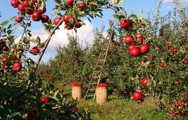 Особенности летней подкормки плодовых деревьев и ягодных культур