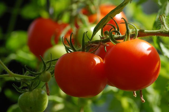 Сульфат калію для томатів: як правильно застосовувати