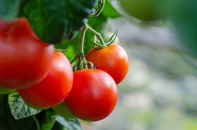 Подкормка помидоров янтарной кислотой: полезное опрыскивание и правильный полив