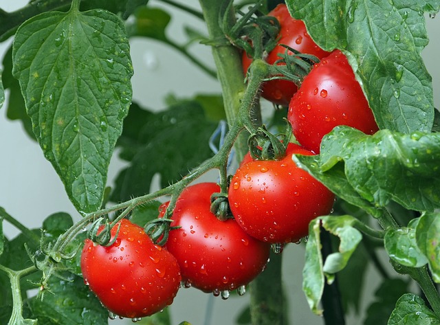 Почему трескаются помидоры