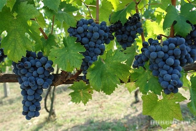 Сульфат меди (медный купорос, медь сернокислая) 5-водный